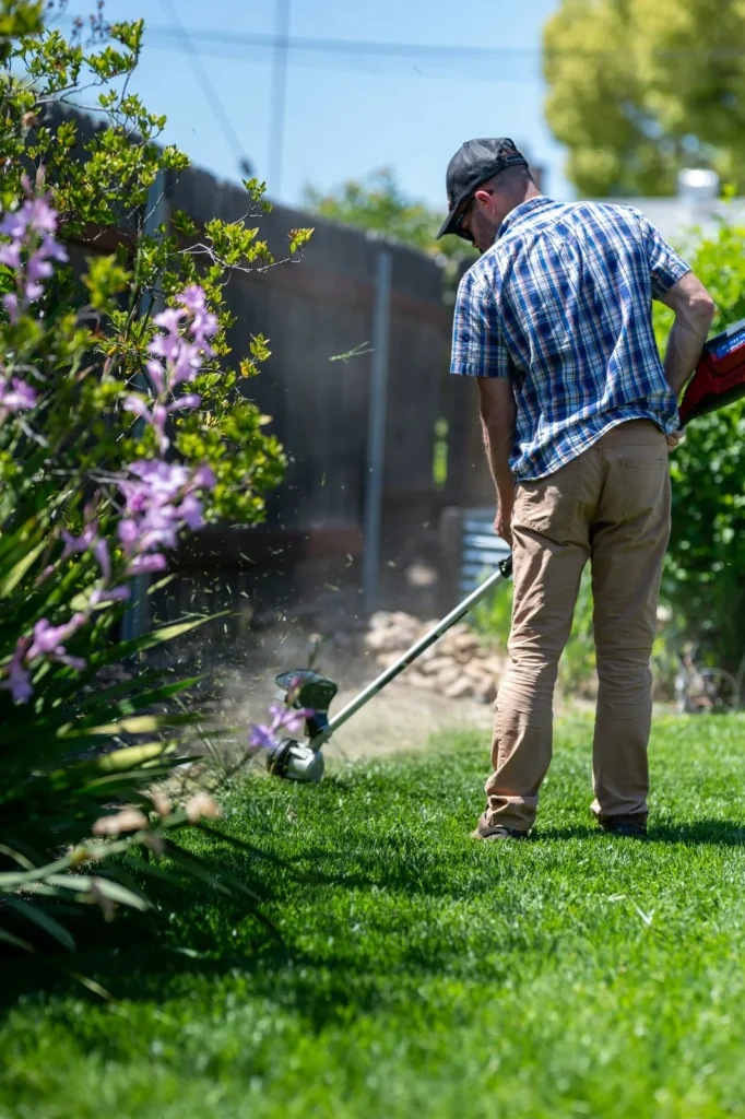 Hedge being trimmed with a power trimmer